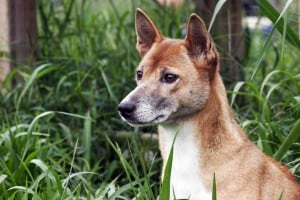 New-Guinea-Singing-Dog