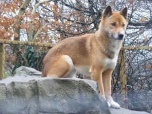 New-Guinea-Singing-Dog1