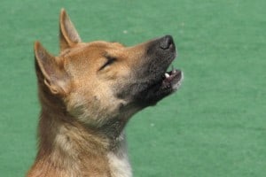 New-Guinea-Singing-Dog2