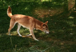 New-Guinea-Singing-Dog3