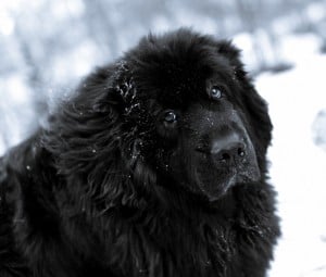 Newfoundland1