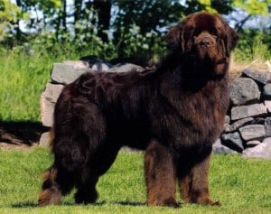 Newfoundland2