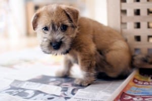 Norfolk-Terrier