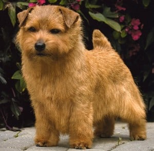 Norfolk-Terrier1