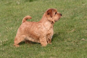 Norfolk-Terrier2