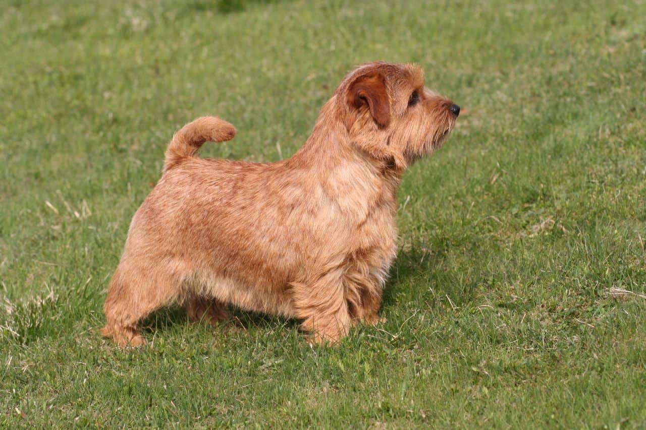 Norfolk Terrier Spockthedog Com