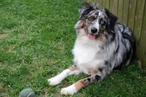 North-American-Shepherd