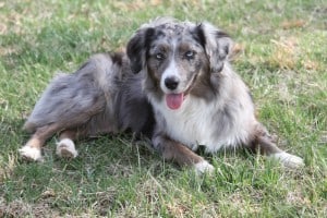 North-American-Shepherd1