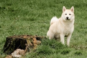 Norwegian Buhund