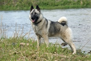 Norwegian-Elkhound