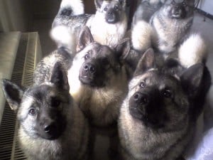 Norwegian-Elkhound1