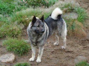 Norwegian-Elkhound2