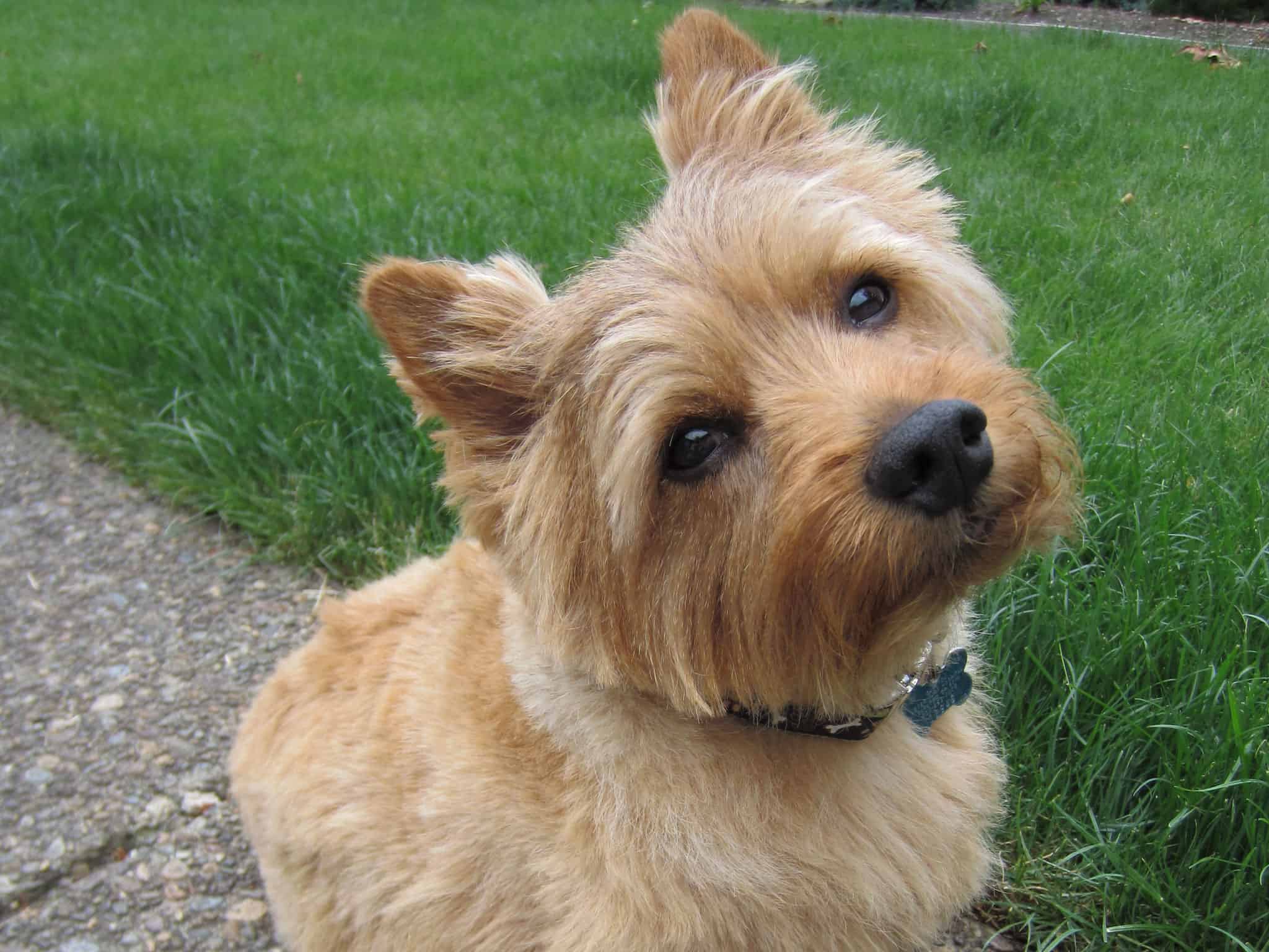norwich terrier stuffed animal
