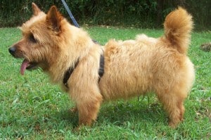 Norwich-Terrier2