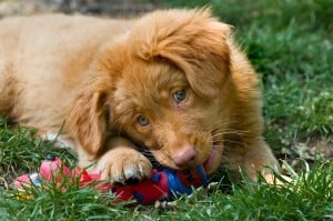 Nova-Scotia-Duck-Tolling-Retriever