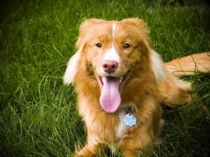 Nova-Scotia-Duck-Tolling-Retriever1