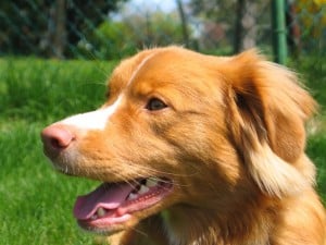 Nova-Scotia-Duck-Tolling-Retriever2