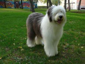 Old-English-Sheepdog