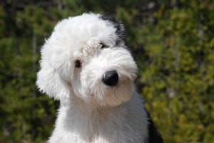 Old-English-Sheepdog1