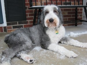 Old-English-Sheepdog2