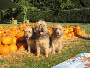 Otterhound