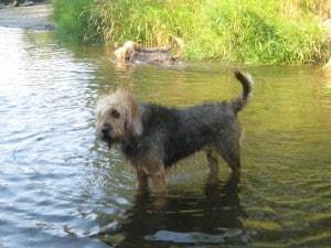 Otterhound1