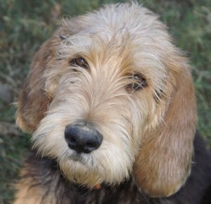 Otterhound