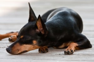 Pinscher-Miniature