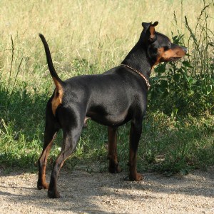 Pinscher-Miniature1