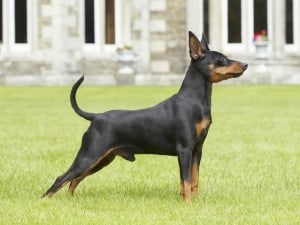 Pinscher Miniature