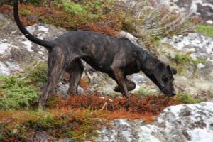 Plott-Hound