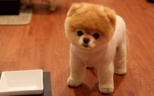 Pomeranian