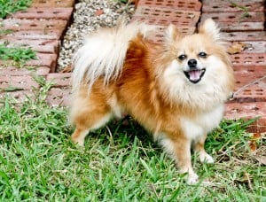 Pomeranian1