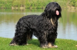 Portuguese-Sheepdog