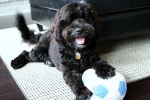 Portuguese-Water-Dog1