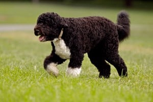 Portuguese-Water-Dog3
