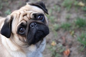 Pug