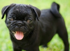 Pug1