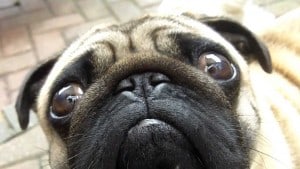 Pug3