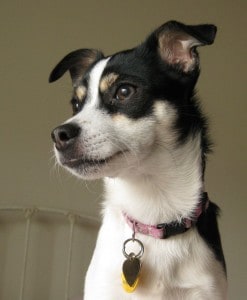 Rat-Terrier