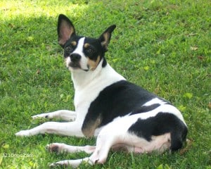 Rat-Terrier1