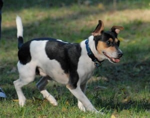 Rat-Terrier3