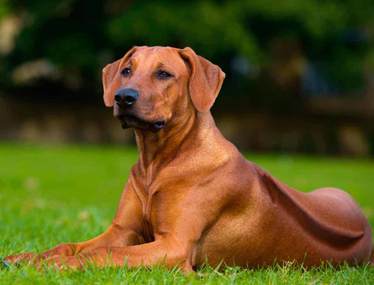 austrian ridgeback