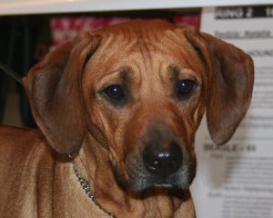 Rhodesian-Ridgeback2