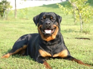 Rottweiler2