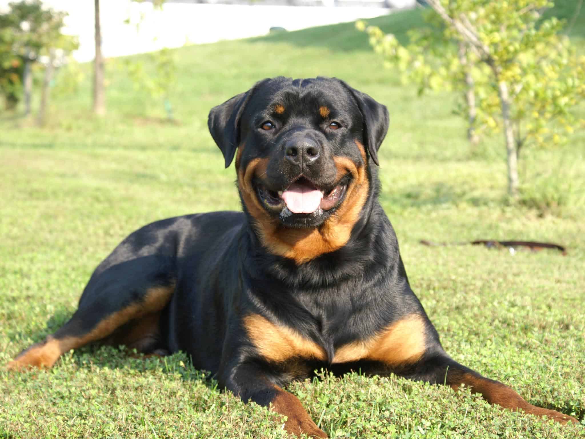 Rottweiler SpockTheDog