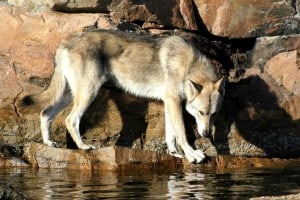 Saarloos-Wolfhound