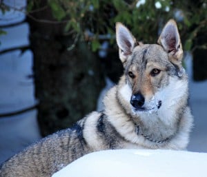 Saarloos-Wolfhound1