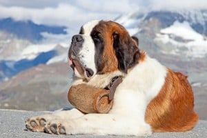 Saint Bernard