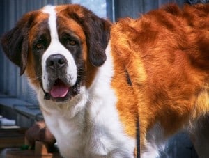 Saint-Bernard2